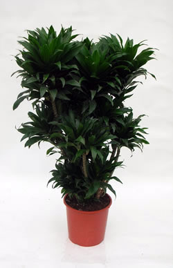 Compact Dragon tree